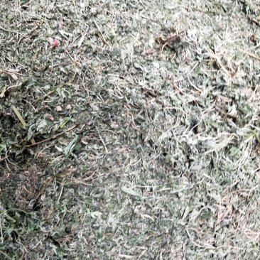 益母草