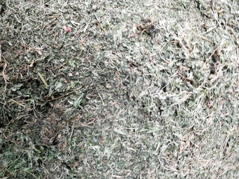 益母草
