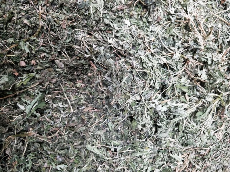 益母草