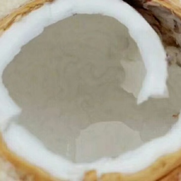 海南椰青九个装