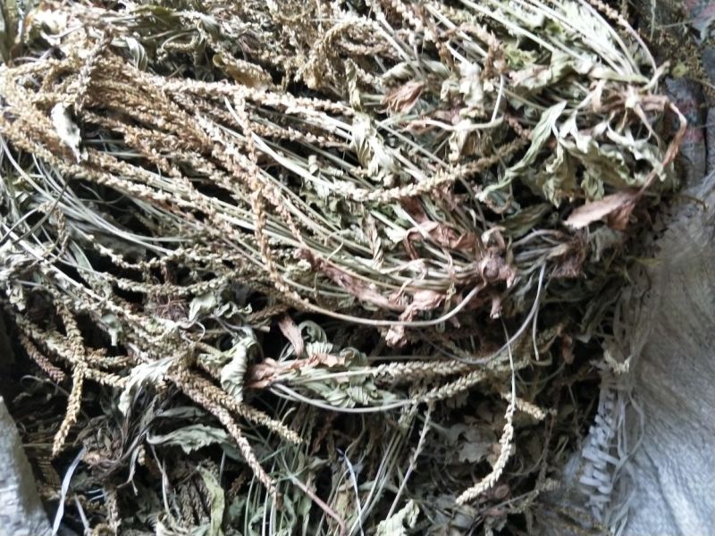 车前草