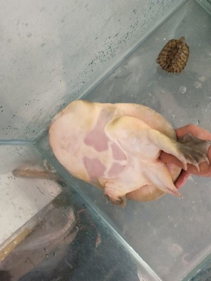 生态甲鱼