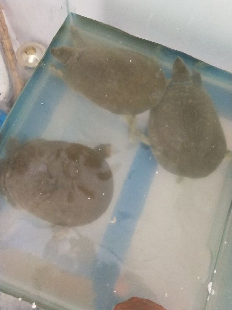 生态甲鱼