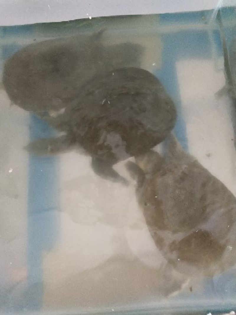 生态甲鱼