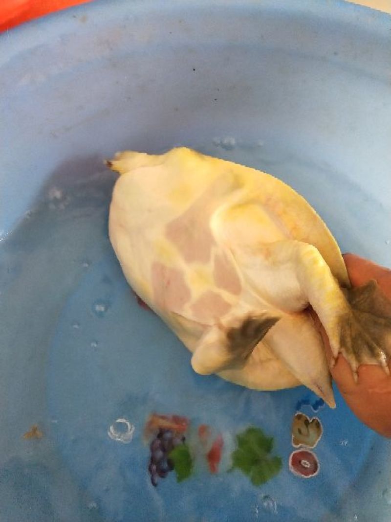 生态甲鱼