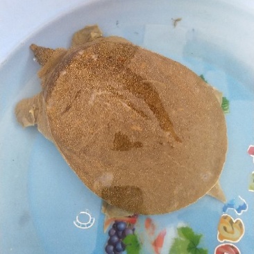 生态甲鱼