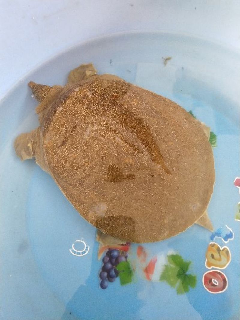 生态甲鱼