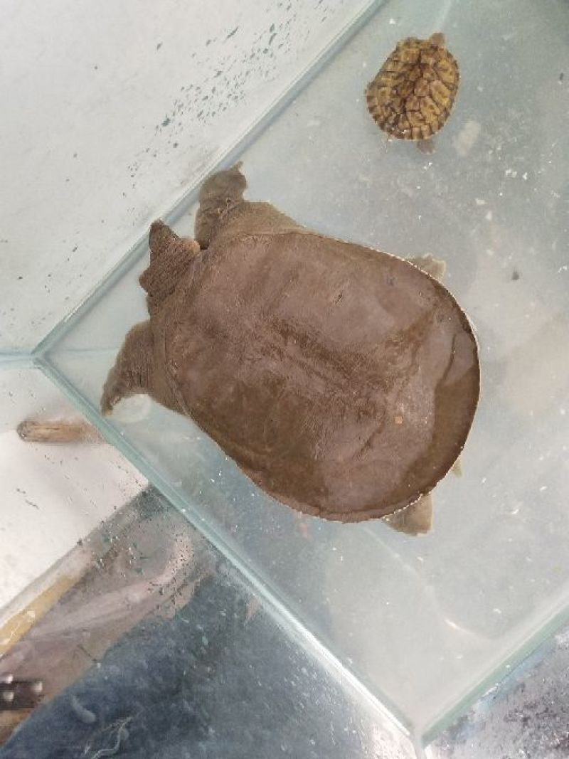 生态甲鱼