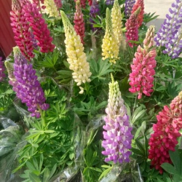 鲁冰花
