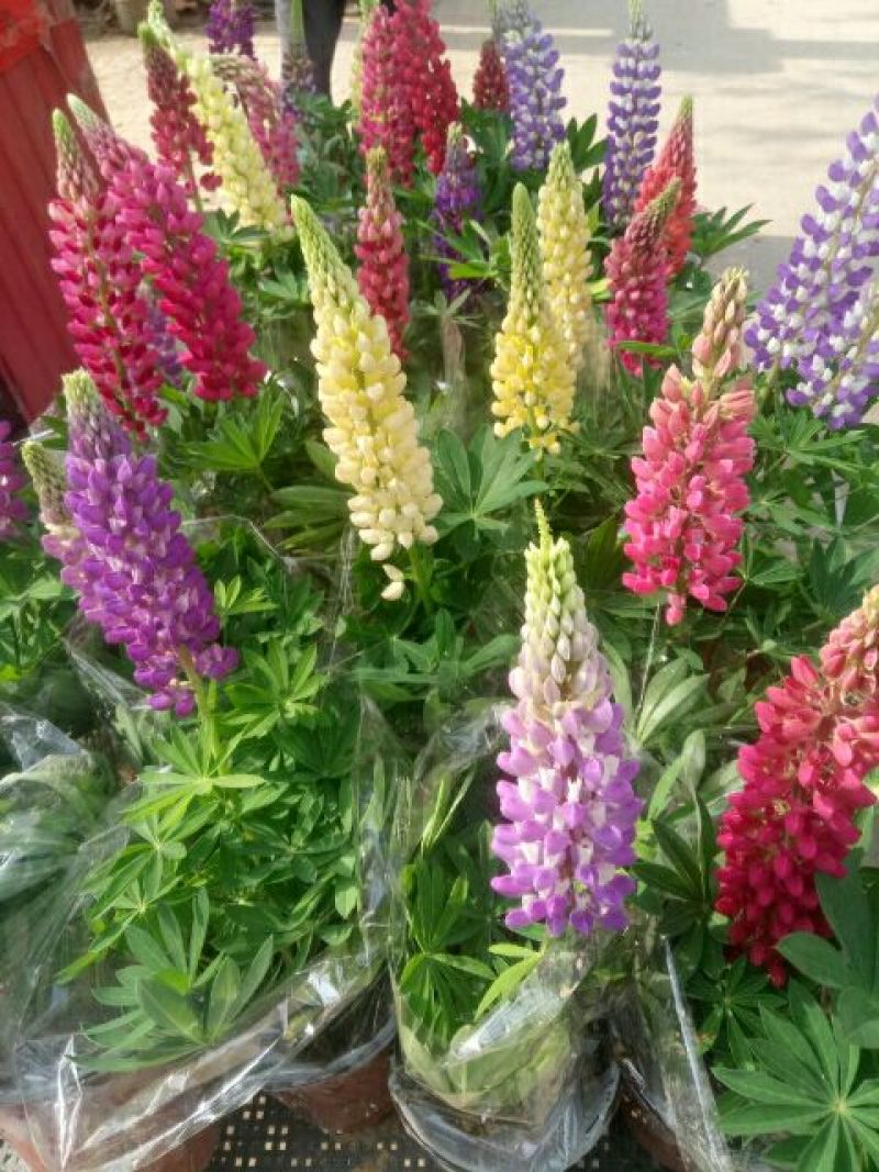 鲁冰花