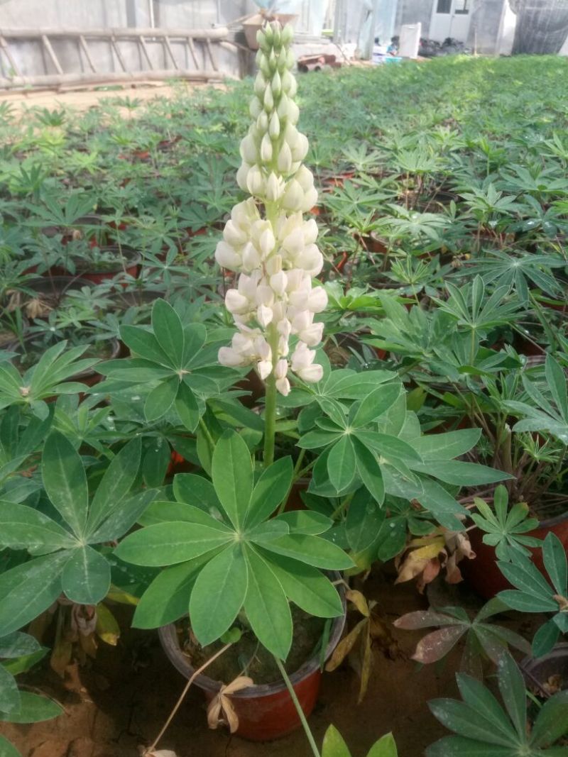 鲁冰花