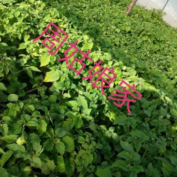 黄菇茑