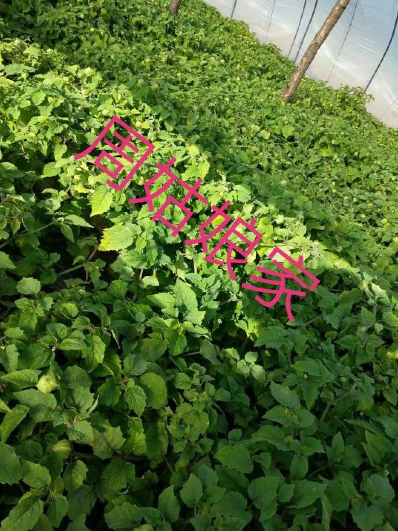 黄菇茑