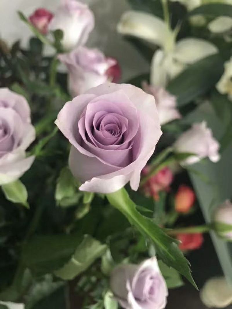 紫玫瑰苗