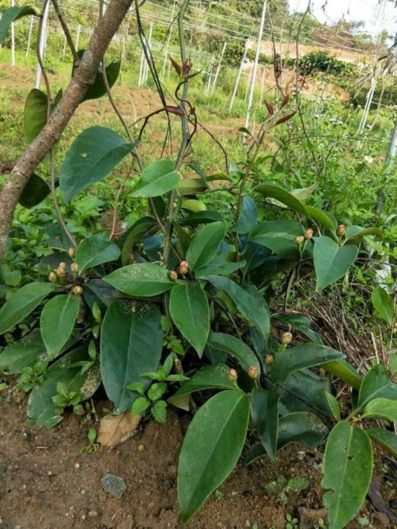 黑老虎苗