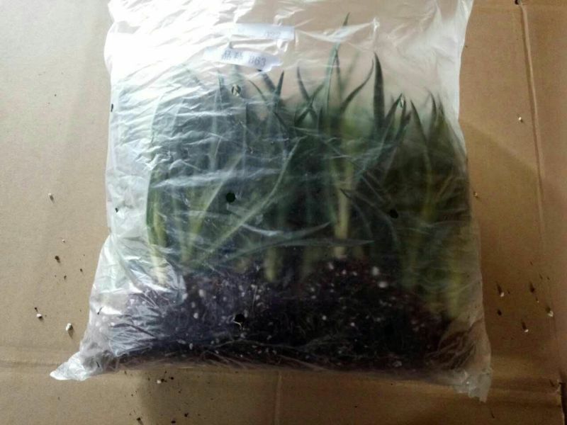 康乃馨种苗