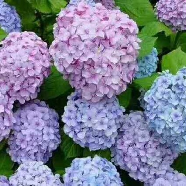 八仙花种苗