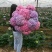 八仙花种苗