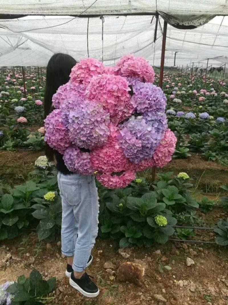 八仙花种苗