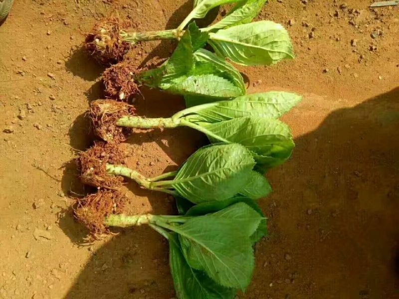 八仙花种苗