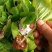 八仙花种苗