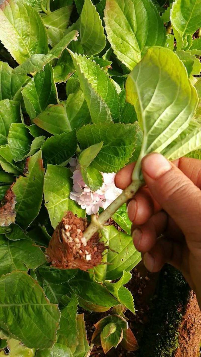 八仙花种苗