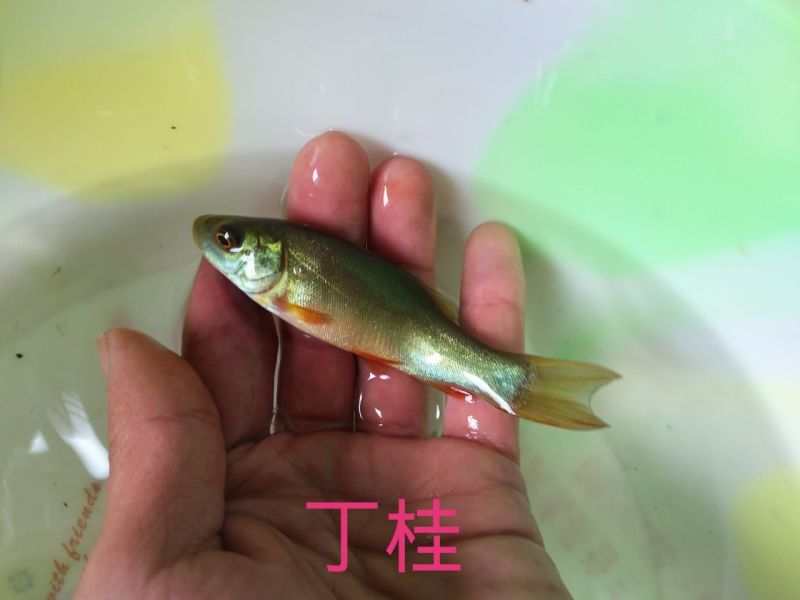 丁桂