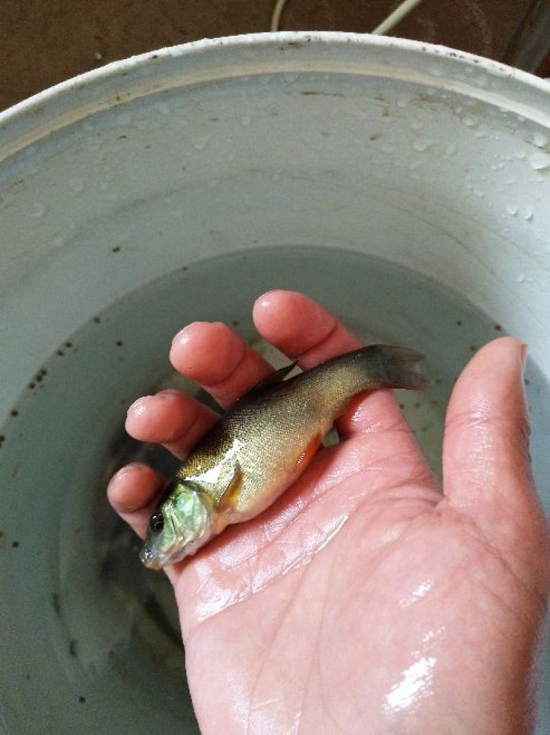 丁桂