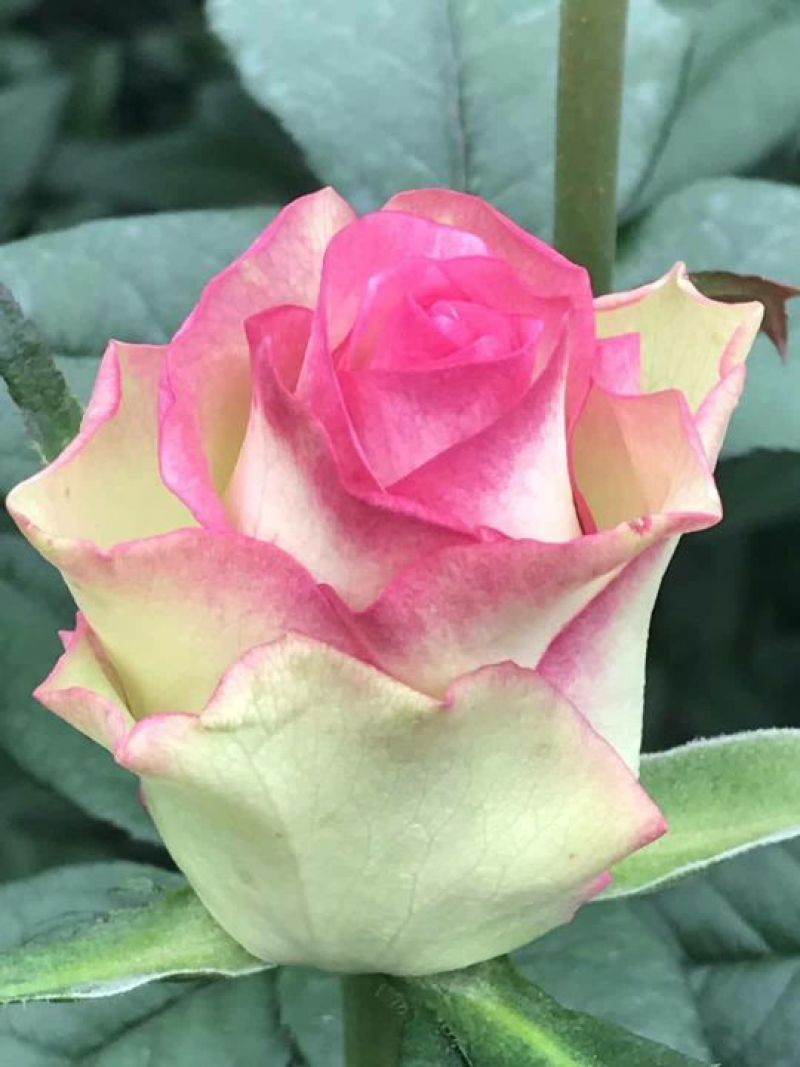 切花月季