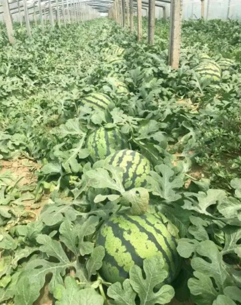 陕西蒲城甜王西瓜，皮毛好，口感好，耐运输