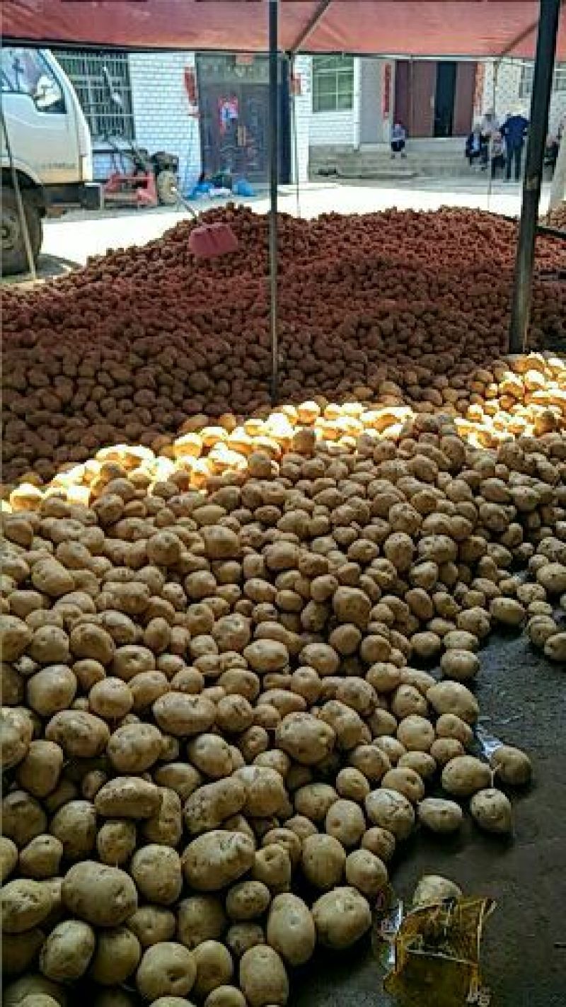 精品沙土地黄心土豆，中暑五号个头大表面光滑无中间商赚差价