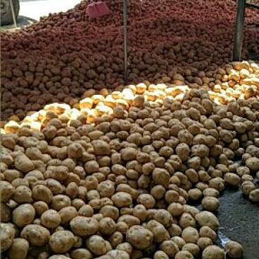 精品沙土地黄心土豆，中暑五号个头大表面光滑无中间商赚差价