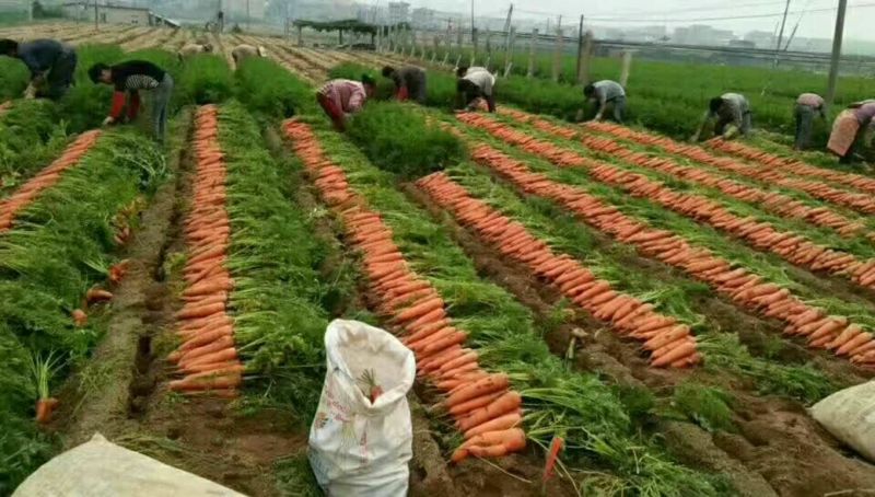 三红胡萝卜3两以上带土15厘米以上橙