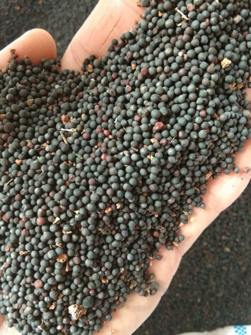 油菜籽