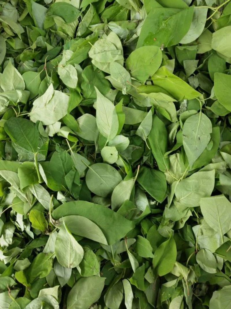 长白山野生暴马丁香茶