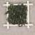 长白山野生暴马丁香茶