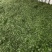 长白山野生暴马丁香茶