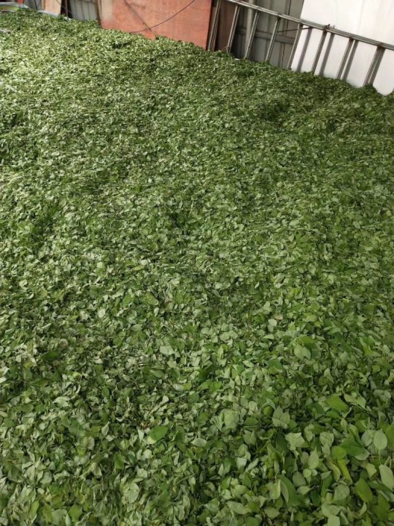 长白山野生暴马丁香茶