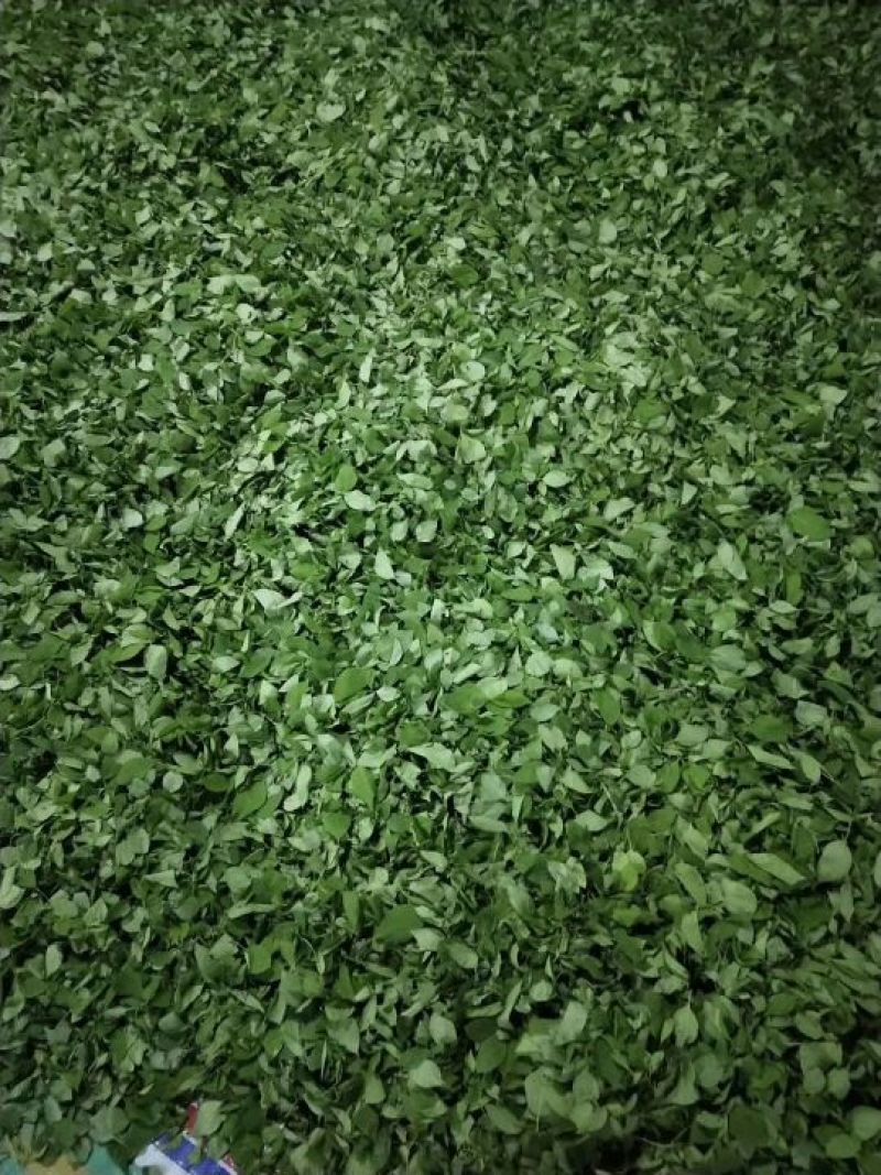 长白山野生暴马丁香茶