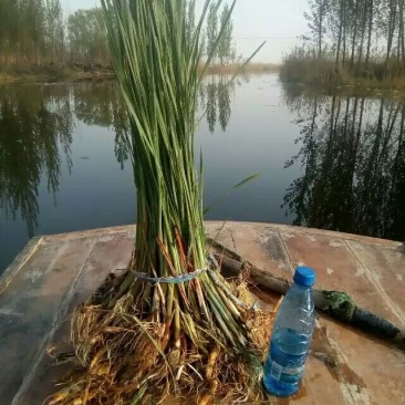 水生植物～香蒲苗～黄昌蒲