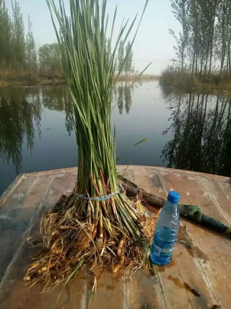水生植物～香蒲苗～黄昌蒲