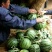 大棚西瓜量大价优保熟保质量甜王西瓜八斤打底沙瓤薄皮保熟