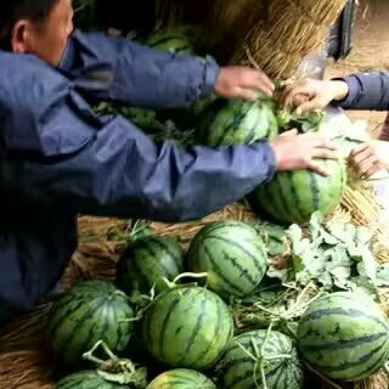 大棚西瓜量大价优保熟保质量甜王西瓜八斤打底沙瓤薄皮保熟