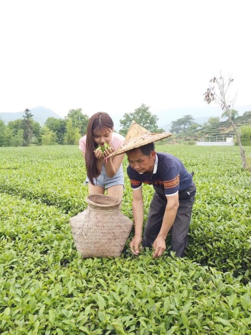 茶叶