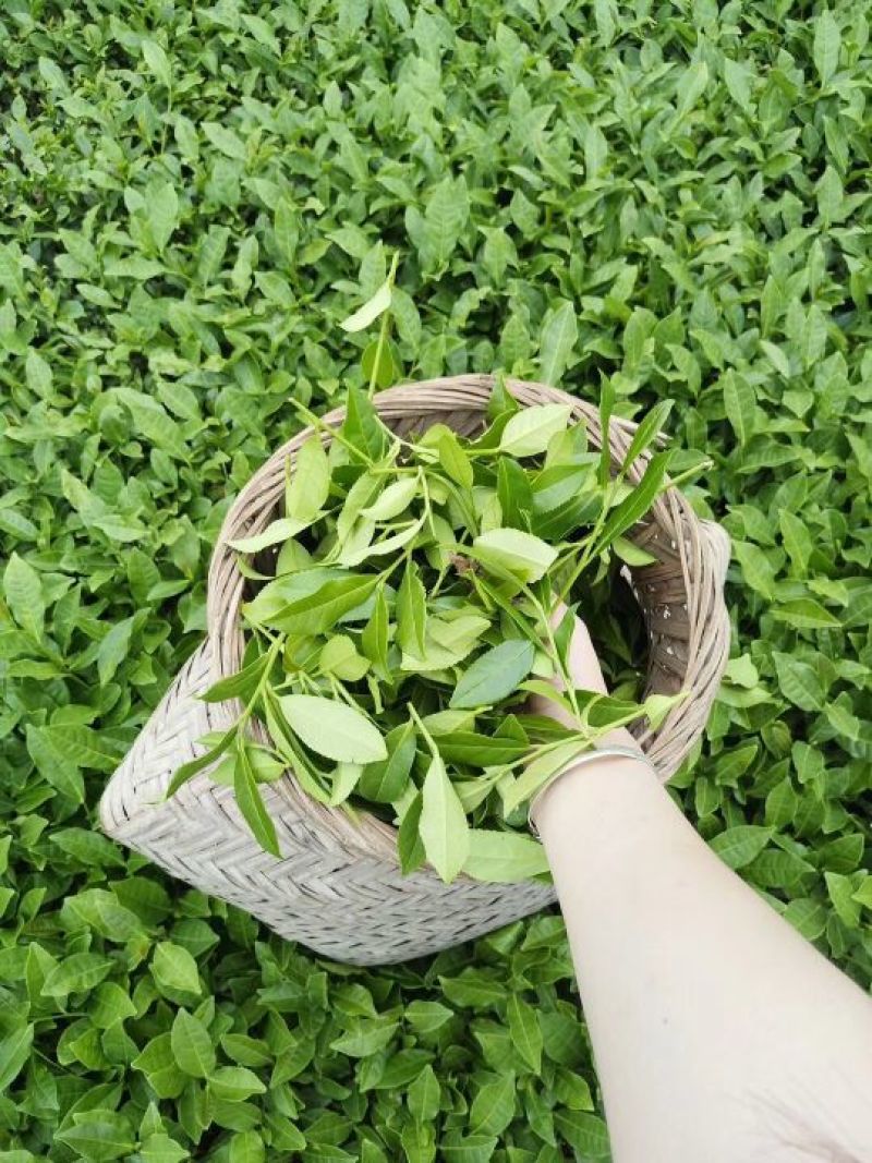 茶叶