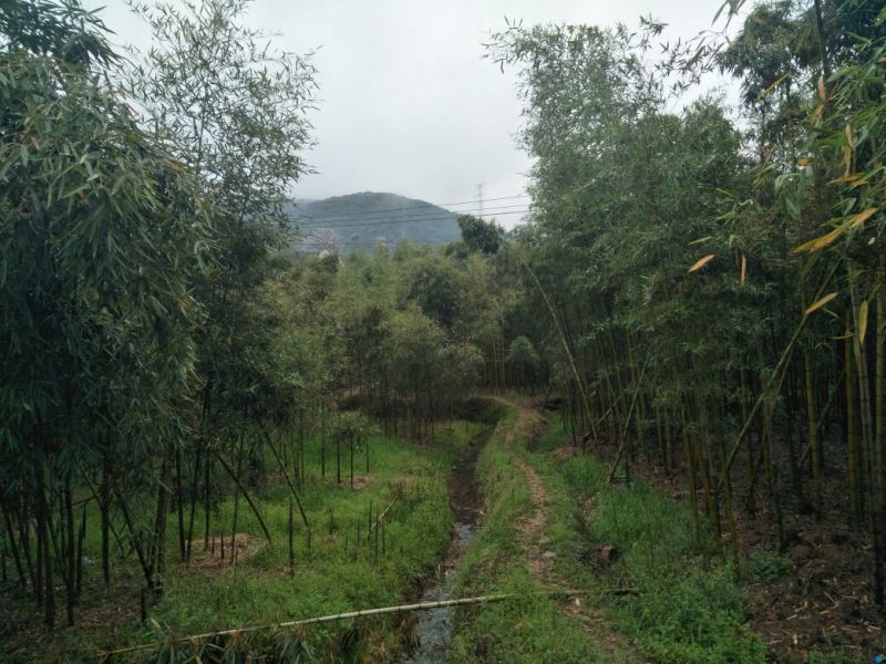 水煮笋，笋干