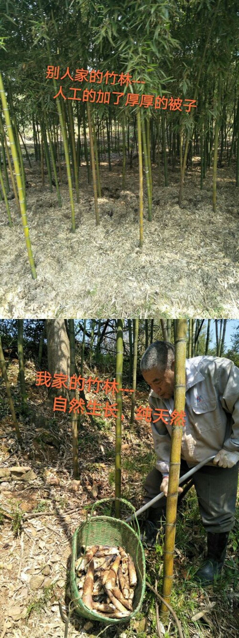 水煮笋，笋干