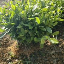 四川茶苗，茶叶苗批发，福选九号茶苗，蒙山九号茶苗