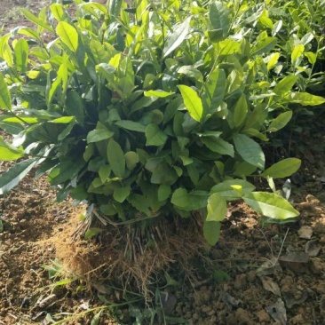四川茶苗，茶叶苗批发，福选九号茶苗，蒙山九号茶苗