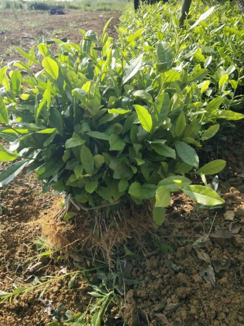 四川茶苗，茶叶苗批发，福选九号茶苗，蒙山九号茶苗